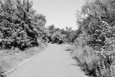 Renkli arka planda güzel boş asfalt yol, kırsal alandan geçen yeni boş asfalt yol, yeşillik kırsalında hız arabası için boş asfalt yol.