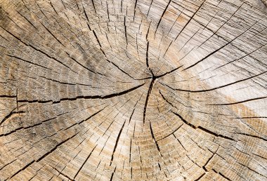Güzel ahşap çatlak eski meşe, doğal doku yakın, eski yüzey ahşap meşe, çizgili doku eski meşe, duvar kağıdı arka planı için dekoratif tekir kırığı.