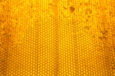 Altın nektarla dolu altıgen bal peteklerinden arı damlayan bal damlası, bal peteği yaz kompozisyonu doğal bal damlası, balmumu çerçeve arısına damlayan bal damlası, bal peteğine damlayan bal damlası