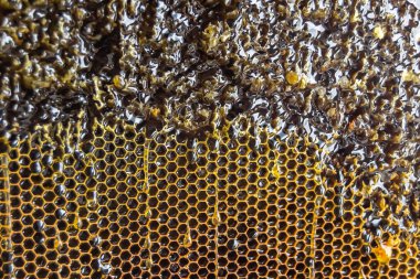 Altın nektarla dolu altıgen bal peteklerinden arı damlayan bal damlası, bal peteği yaz kompozisyonu doğal bal damlası, balmumu çerçeve arısına damlayan bal damlası, bal peteğine damlayan bal damlası