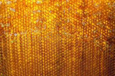 Altın nektarla dolu altıgen bal peteklerinden arı damlayan bal damlası, bal peteği yaz kompozisyonu doğal bal damlası, balmumu çerçeve arısına damlayan bal damlası, bal peteğine damlayan bal damlası