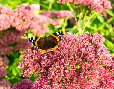 Fotoğrafçılık, güzel siyah kelebek kralının çayır çiçeğinin üzerindeki teması. Kelebek Kral 'ın çayırda parlak kanatlarını salladığı fotoğraf. Yaşlı kelebek Kral 'dan çayır çiçeğine.