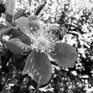 Kanatlı arı yavaşça bitkiye uçar, çiçekten özel arı kovanına bal için nektar toplar, güzel çiçeklerden oluşan bal tokası, arıların bacaklarında sarı polen, tatlı bal nektarı.