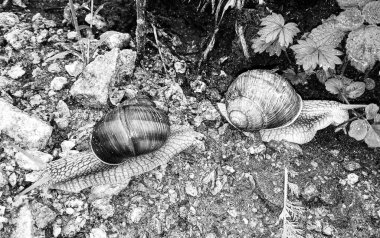 Islak yolda sürünen kabuklu büyük bahçe salyangozu çabuk eve gel, salyangoz Helix, vücudu korumak için sarmalanmış lezzetli yiyeceklerden oluşur, balçık kabuklu doğal hayvan salyangozu, besleyici krema yapar.