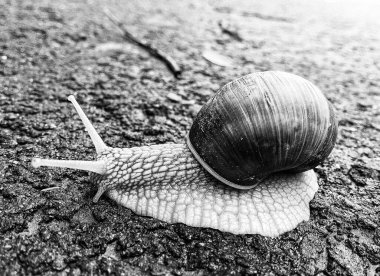 Islak yolda sürünen kabuklu büyük bahçe salyangozu çabuk eve gel, salyangoz Helix, vücudu korumak için sarmalanmış lezzetli yiyeceklerden oluşur, balçık kabuklu doğal hayvan salyangozu, besleyici krema yapar.