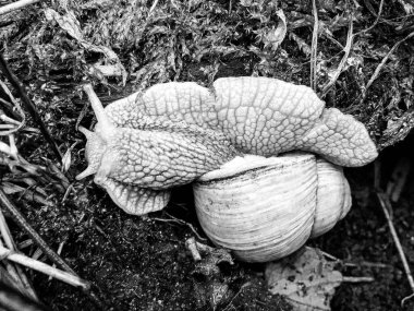 Islak yolda sürünen kabuklu büyük bahçe salyangozu çabuk eve gel, salyangoz Helix, vücudu korumak için sarmalanmış lezzetli yiyeceklerden oluşur, balçık kabuklu doğal hayvan salyangozu, besleyici krema yapar.