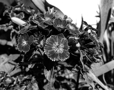 Bahçede çiçek açan kır çiçeği karanfili, kır bahçesine açan kır çiçeği karanfili, bahçede açan çiçek buketi kır çiçeği karanfili.