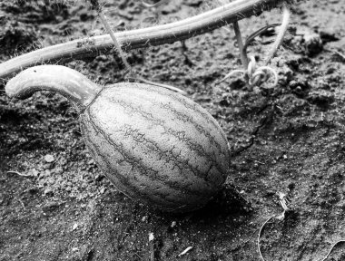Tema üzerine fotoğraf: Gökyüzünün altında doğal yaprağı olan küçük meyveli karpuz, kırsal alanda lezzetli küçük karpuz, büyük doğa çiftliği bahçesinde küçük çilekli karpuz.