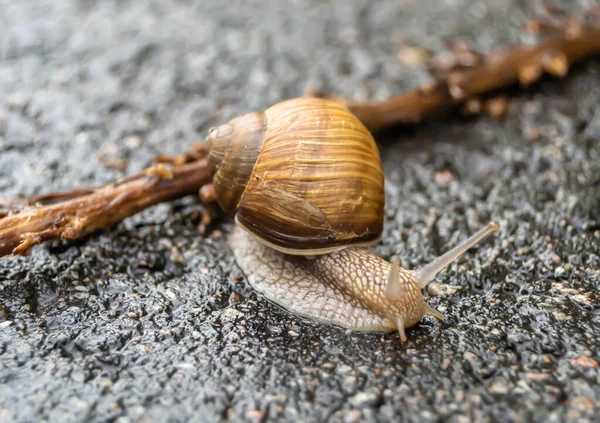 Caracol Grande Jardim Com Casca Rastejando Estrada Molhada Pressa Para — Fotografia de Stock