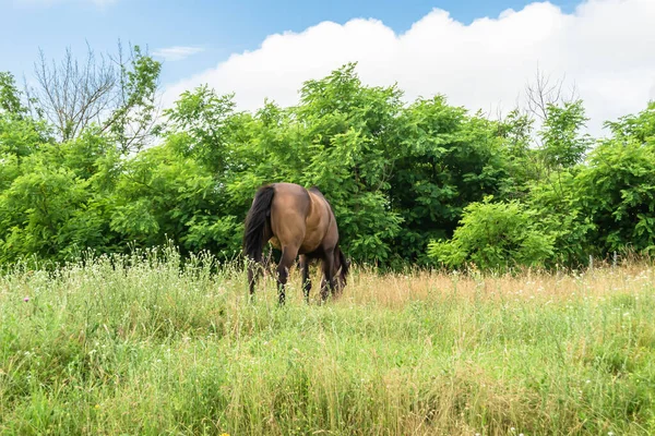 Beau Cheval Brun Sauvage Étalon Sur Prairie Fleurs Été Cheval — Photo