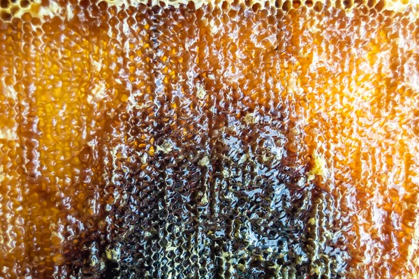 Drop Bee Honey Drip Hexagonal Honeycombs Filled Golden Nectar Honeycombs — 图库照片