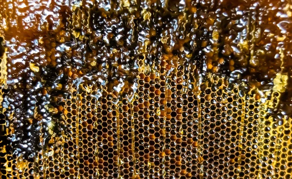 Drop Bee Honey Drip Hexagonal Honeycombs Filled Golden Nectar Honeycombs — Stock Photo, Image