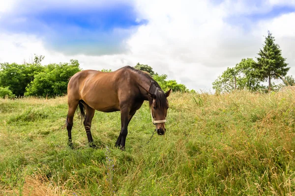 Beau Cheval Brun Sauvage Étalon Sur Prairie Fleurs Été Cheval — Photo