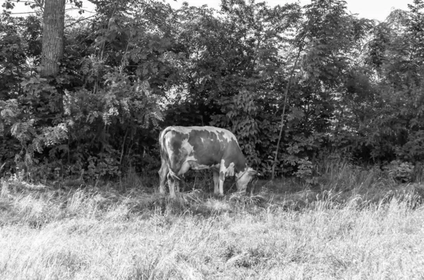 Photography Theme Beautiful Big Milk Cow Grazes Green Meadow Blue — Stock Photo, Image