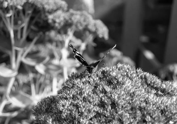 Fotografía Para Tema Hermosa Mariposa Negra Monarca Flor Del Prado — Foto de Stock