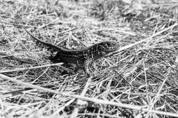 Photographie Sur Thème Belles Écailles Lumineuses Lézard Peau Corps Assis — Photo