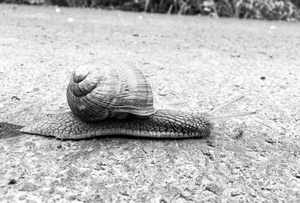 Große Gartenschnecke Schneckenhaus Kriecht Auf Nasser Straße Hastig Nach Hause — Stockfoto