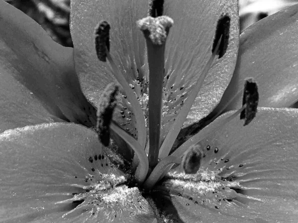 Μπουκέτο Αγριολούλουδα Κοντά Ανθίζουν Στον Κήπο Φυσικά Φύλλα Όμορφο Μπουκέτο — Φωτογραφία Αρχείου