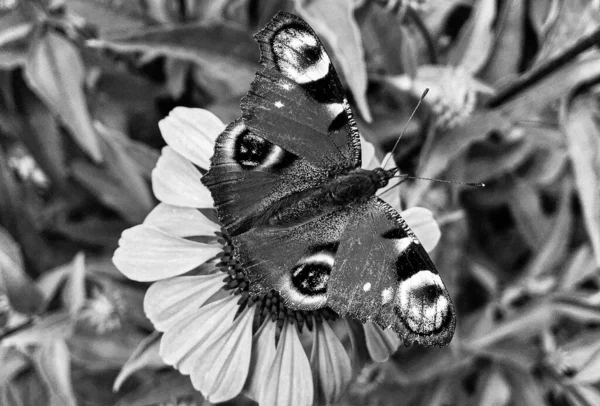 Fotografía Para Tema Hermosa Mariposa Negra Monarca Flor Del Prado —  Fotos de Stock