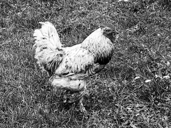 Coq Chantant Recherche Nourriture Dans Herbe Naturelle Sur Basse Cour — Photo