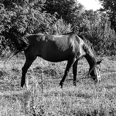 Güzel, kahverengi at, yaz aygırı, yeşil çimen yiyen at, ayakta duran uzun yeleli at, açık havada at atı, büyük at atları.