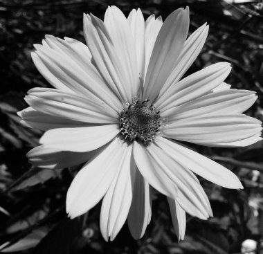 Papatya çiçekleri bahçede doğal yapraklarla çiçek açıyor, kır bahçesine açan papatya çiçekleri, bahçede açan kır çiçekleri, papatya çiçekleri