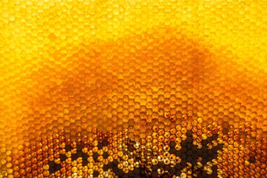 Altın nektarla dolu altıgen bal peteklerinden arı damlayan bal damlası, bal peteği yaz kompozisyonu doğal bal damlası, balmumu çerçeve arısına damlayan bal damlası, bal peteğine damlayan bal damlası