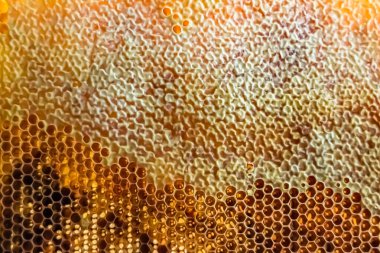 Altın nektarla dolu altıgen bal peteklerinden arı damlayan bal damlası, bal peteği yaz kompozisyonu doğal bal damlası, balmumu çerçeve arısına damlayan bal damlası, bal peteğine damlayan bal damlası