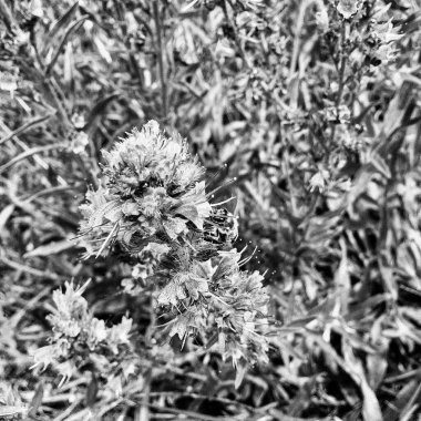 Kanatlı arı yavaşça bitkiye uçar, çiçekten özel arı kovanına bal için nektar toplar, güzel çiçeklerden oluşan bal tokası, arıların bacaklarında sarı polen, tatlı bal nektarı.