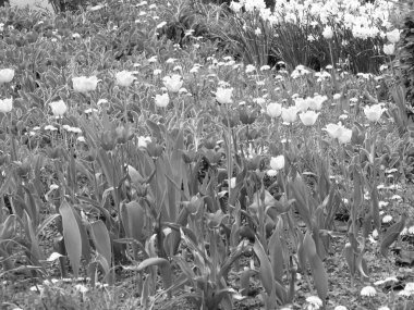 Çiçek desenli lale. Bahçede doğal yapraklarla açan lale. Güzel kır çiçekleri. Çiçekler açan lale.