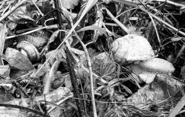 Islak yolda sürünen kabuklu büyük bahçe salyangozu çabuk eve gel, salyangoz Helix, vücudu korumak için sarmalanmış lezzetli yiyeceklerden oluşur, balçık kabuklu doğal hayvan salyangozu, besleyici krema yapar.