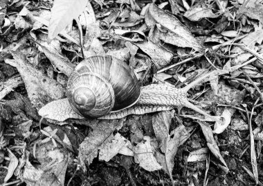 Islak yolda sürünen kabuklu büyük bahçe salyangozu çabuk eve gel, salyangoz Helix, vücudu korumak için sarmalanmış lezzetli yiyeceklerden oluşur, balçık kabuklu doğal hayvan salyangozu, besleyici krema yapar.