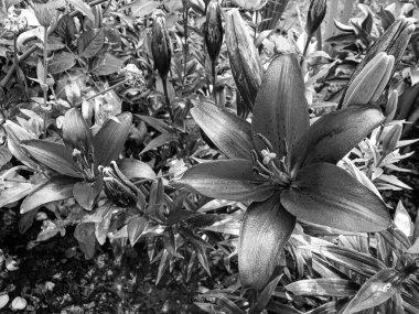 Nilüfer çiçekleri bahçede doğal yapraklarla çiçek açıyor, kır bahçesine çiçek açan kır çiçekleri, büyük sokak bahçesinde çiçek açan kır çiçekleri.