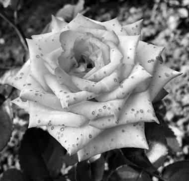 Çiçekler, dikenli güller bahçede doğal yapraklarla çiçek açıyor, dikenli kır çiçekleri, kır bahçesine çiçek açıyor, kır çiçekleri, dikenli çiçekler bahçede çiçek açıyor.