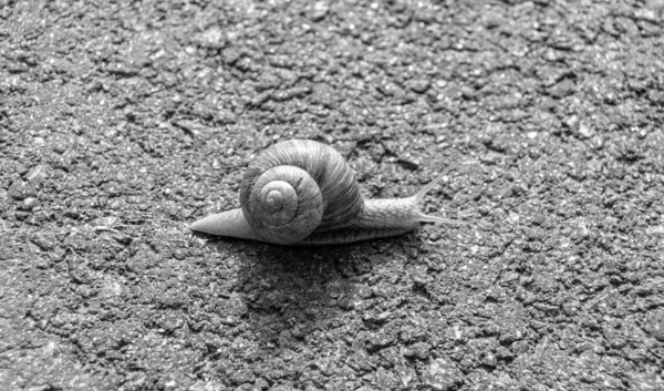 Big Garden Snail Shell Crawling Wet Road Hurry Home Snail — Zdjęcie stockowe