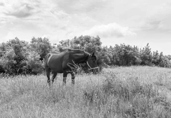 Beautiful Wild Brown Horse Stallion Summer Flower Meadow Equine Eating — Stockfoto