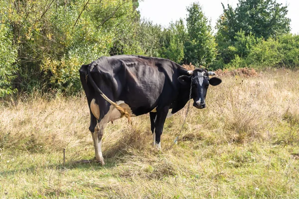 Fotografia Sobre Tema Bela Vaca Grande Leite Pastagens Prado Verde — Fotografia de Stock