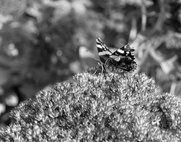 美しい黒い蝶をテーマに写真牧草地の花のモナーク 彼の明るい翼を振って牧草地の花のモナークから成る写真 ボディ古い蝶牧草地の花にモナーク — ストック写真