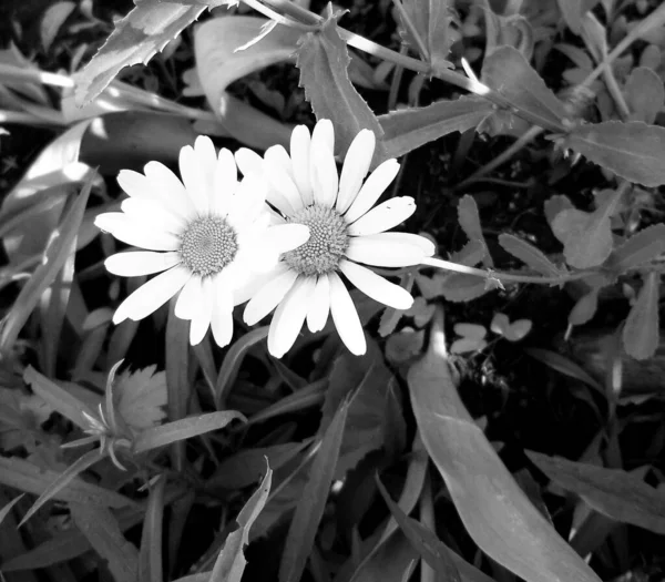 自然の葉と庭で咲く花束野花カモミール 田舎の庭に咲く美しい花束野花カモミール屋外 庭で咲く花カモミール野花カモミール — ストック写真