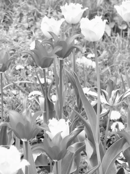 Букет Полевых Цветов Тюльпан Цветущий Саду Естественными Листьями Красивый Букет — стоковое фото