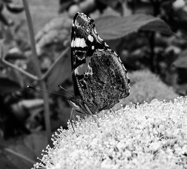 Photographie Thème Beau Papillon Noir Monarque Sur Fleur Prairie Photo — Photo