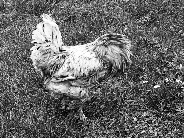 Coq Chantant Recherche Nourriture Dans Herbe Naturelle Sur Basse Cour — Photo