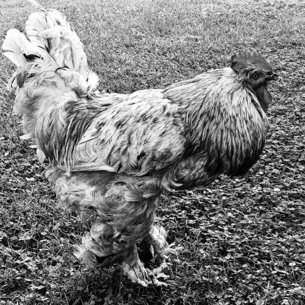 Kohout Kokrhání Hledá Potravu Přírodní Trávě Tradiční Venkovské Stodole Pták — Stock fotografie