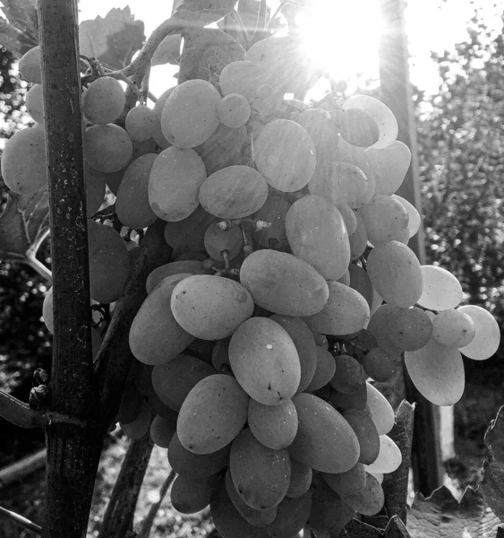 Photography Theme Beautiful Berry Bush Grape Natural Leaves Clean Sky — Stock Photo, Image