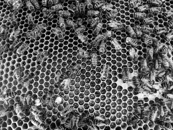 Estructura Hexágono Abstracta Panal Abeja Colmena Llena Miel Oro Composición — Foto de Stock