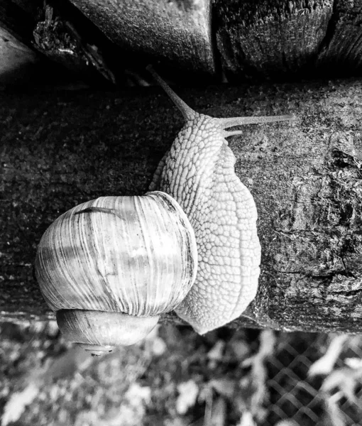 Gros Escargot Jardin Coquille Rampant Sur Route Humide Hâte Maison — Photo