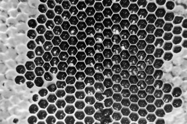 Altın nektarla dolu altıgen bal peteklerinden arı damlayan bal damlası, bal peteği yaz kompozisyonu doğal bal damlası, balmumu çerçeve arısına damlayan bal damlası, bal peteğine damlayan bal damlası