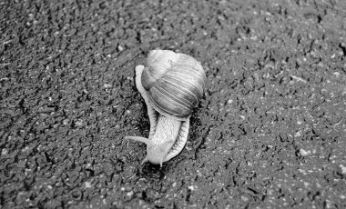 Islak yolda sürünen kabuklu büyük bahçe salyangozu çabuk eve gel, salyangoz Helix, vücudu korumak için sarmalanmış lezzetli yiyeceklerden oluşur, balçık kabuklu doğal hayvan salyangozu, besleyici krema yapar.