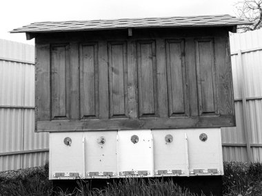 Kanatlı arı yavaşça uçar ve canlı çiçeklerden özel arı kovanına nektar toplar. Arı kovanından, arı kovanından, arı bacağındaki çiçek tozundan, arılara yakın planda arı kovanından oluşan arı kovanından.