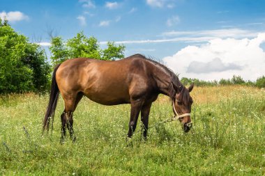 Yazlık çiçek çayırında güzel kahverengi at, yeşil çimen yiyen at. Uzun yeleli at aygırı ayakta duruyor. Atlı aygır açık havada, büyük at atları.